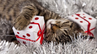 Cats_Christmas_Gifts_Sleep_Cube_511968_2048x1152.jpg